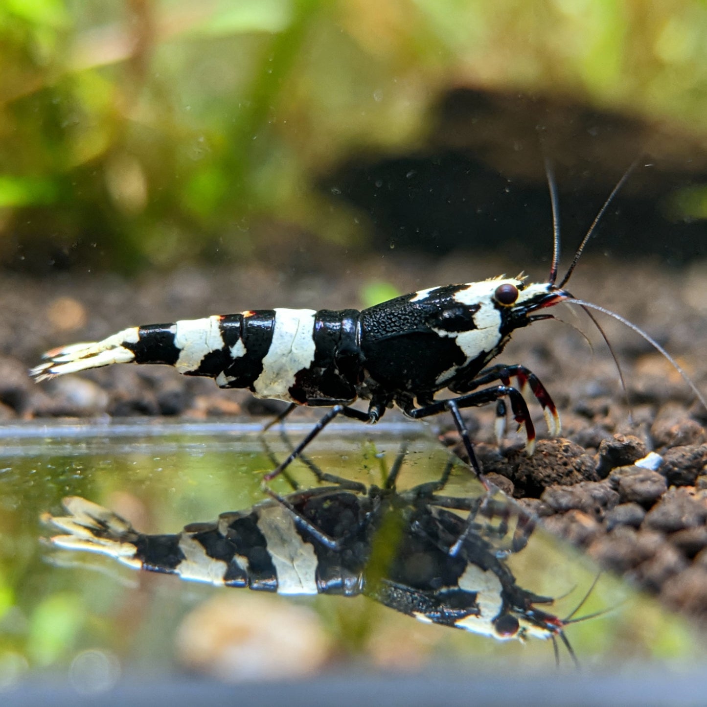 Shadow Pandas - Caridina