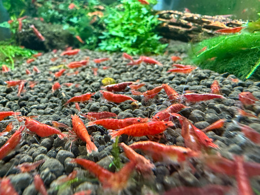Bloody Mary Shrimp - Neocaridina