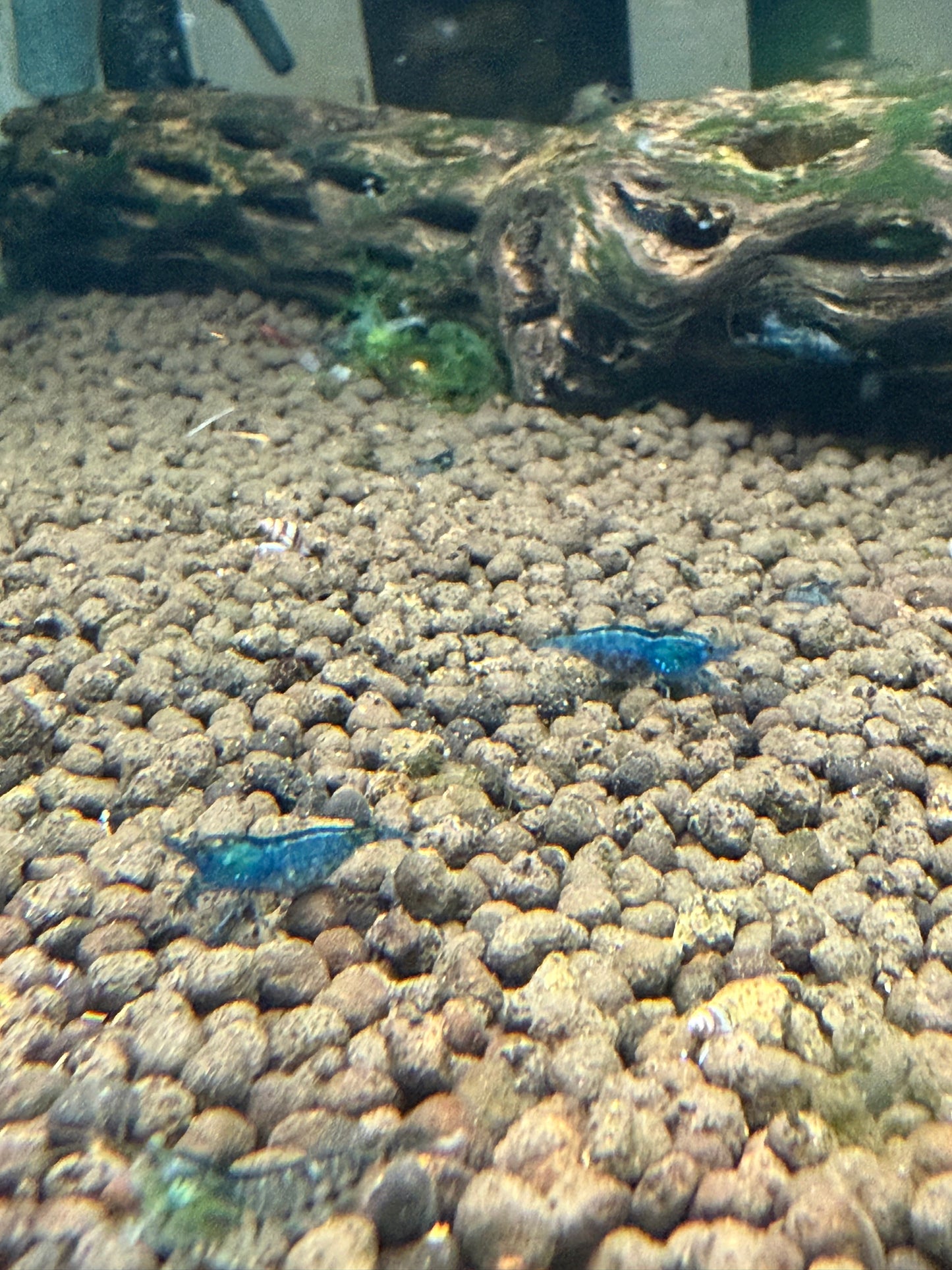 Blue Dream Shrimp - Neocaridina