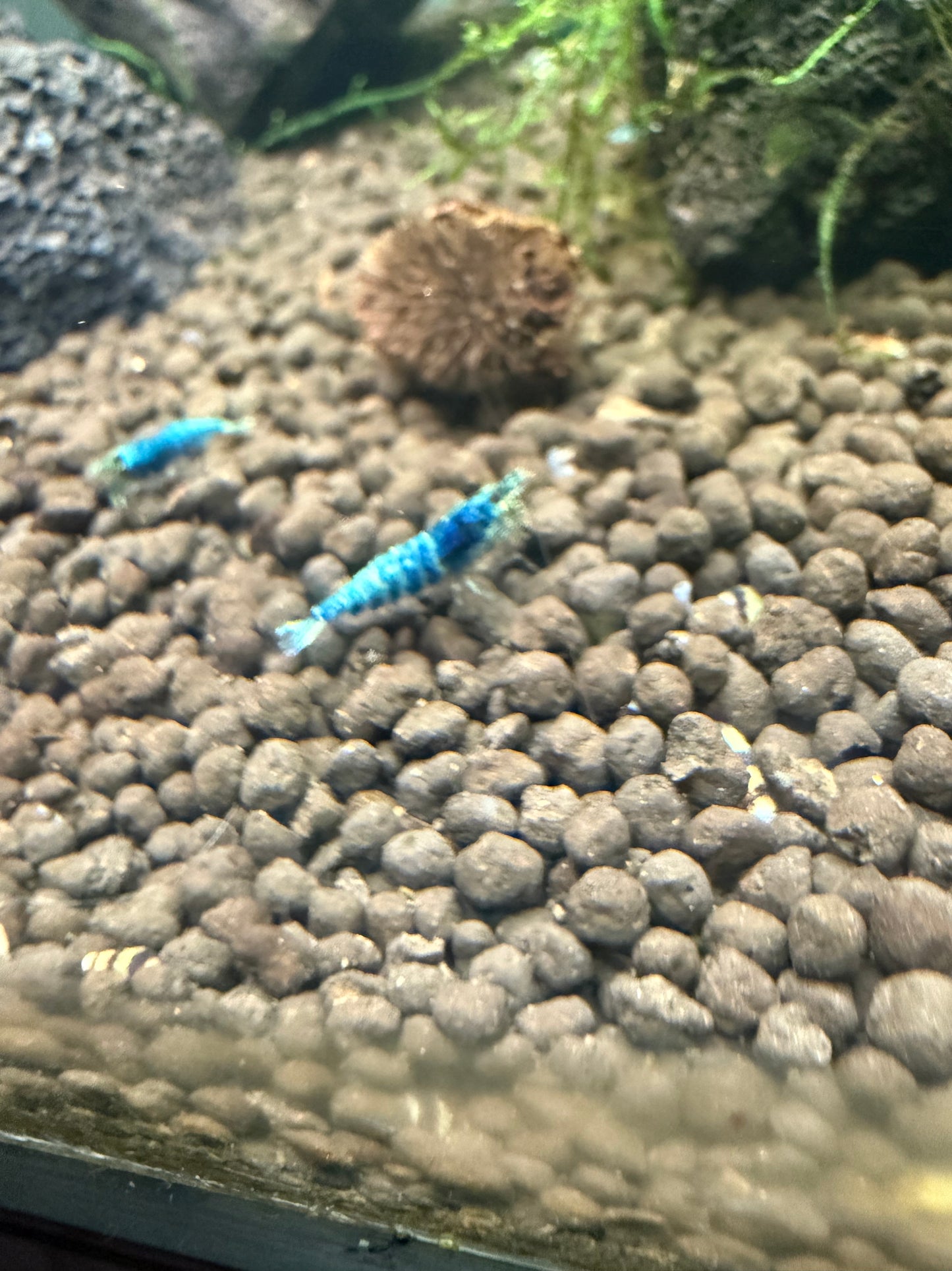 Blue Bolts - Caridina