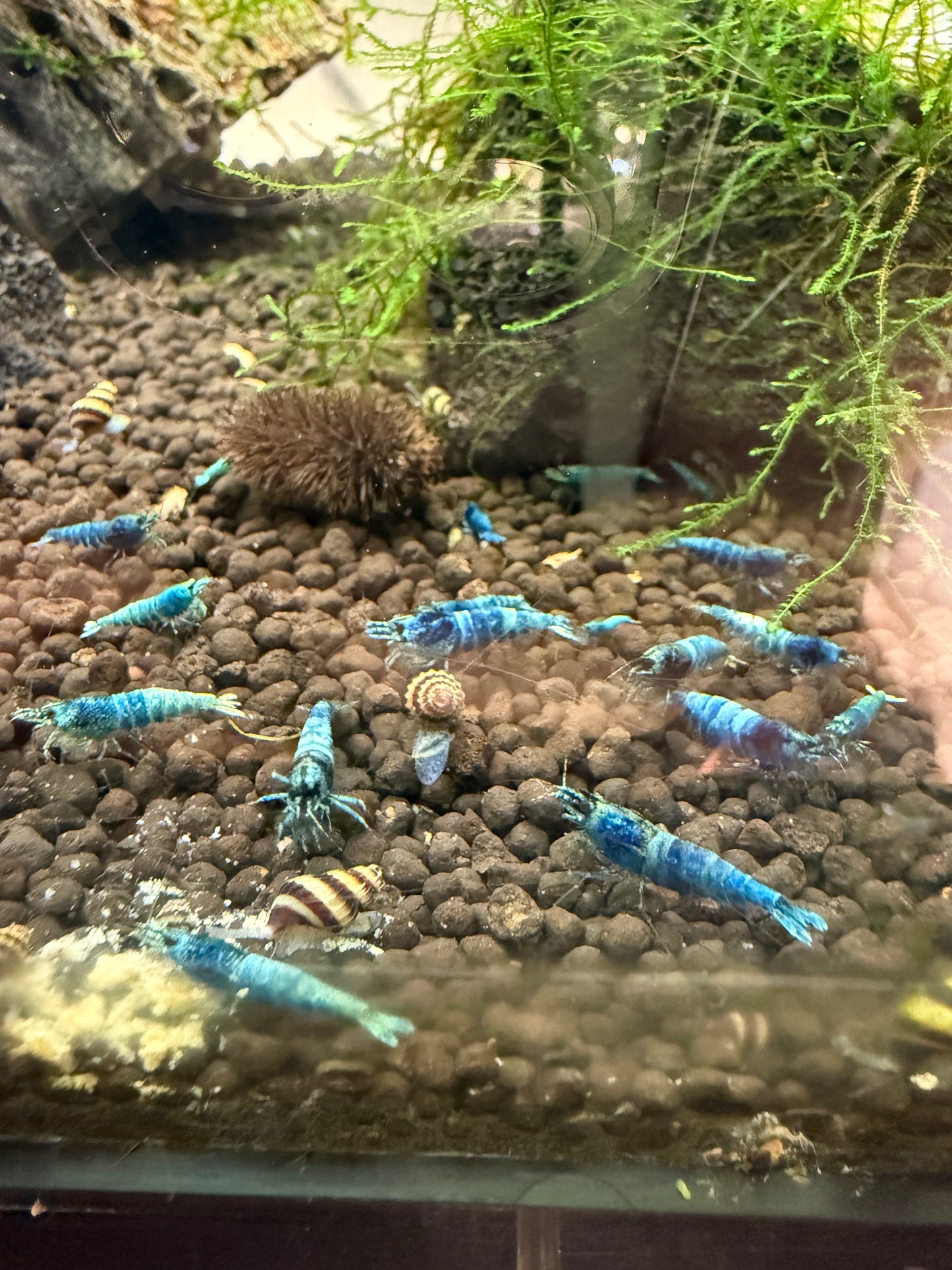 Blue Bolts - Caridina