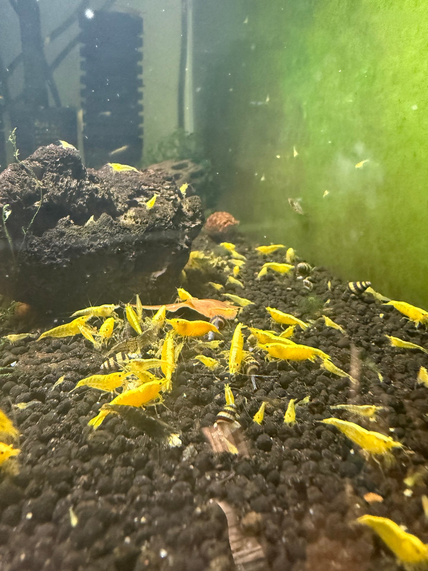 Yellow Golden Back Shrimp - Neocaridina