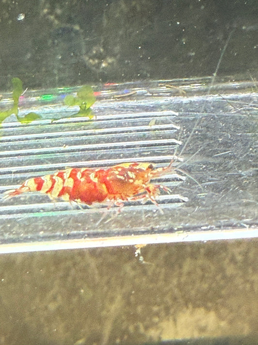 Fancy Red Tigers - Caridina