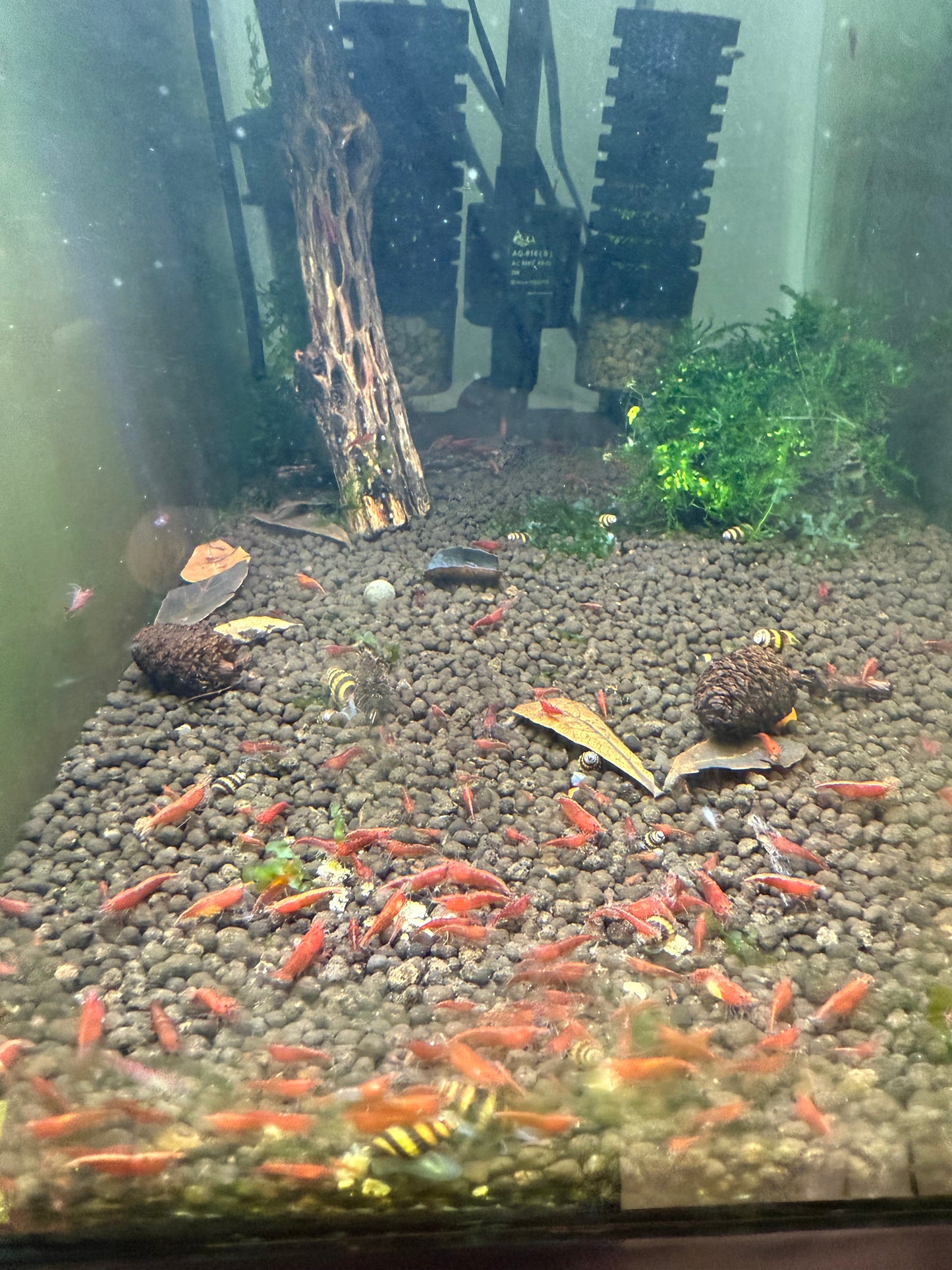 Red Cherry Shrimp - Neocaridina