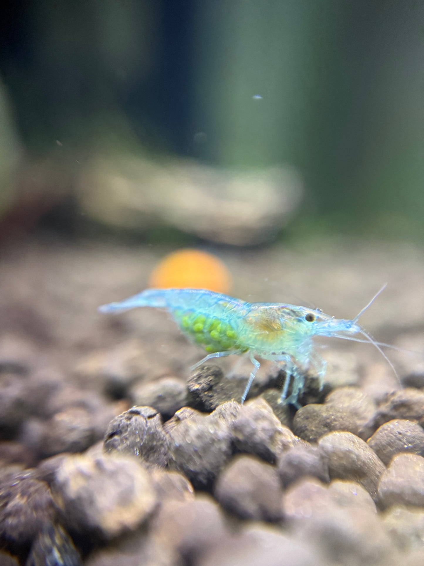 Blue Jellys - Neocaridina