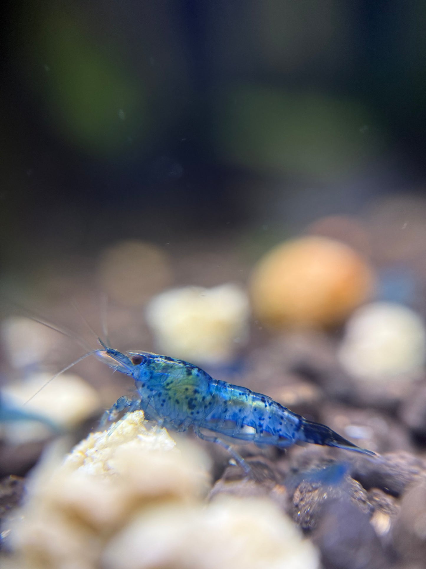 Blue Dream Shrimp - Neocaridina