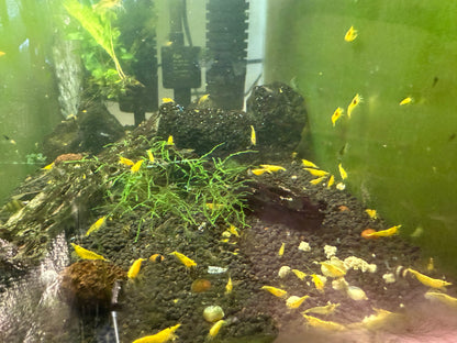 Yellow Golden Back Shrimp - Neocaridina