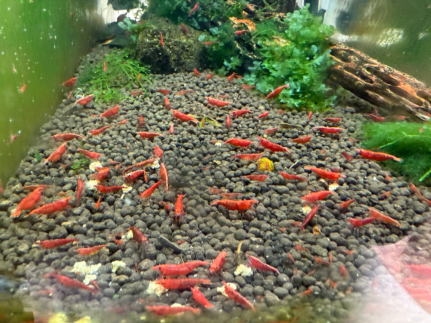 Red Cherry Shrimp - Neocaridina