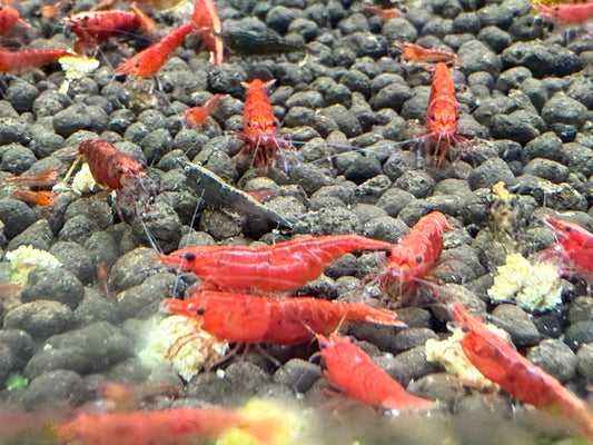 Red Cherry Shrimp - Neocaridina