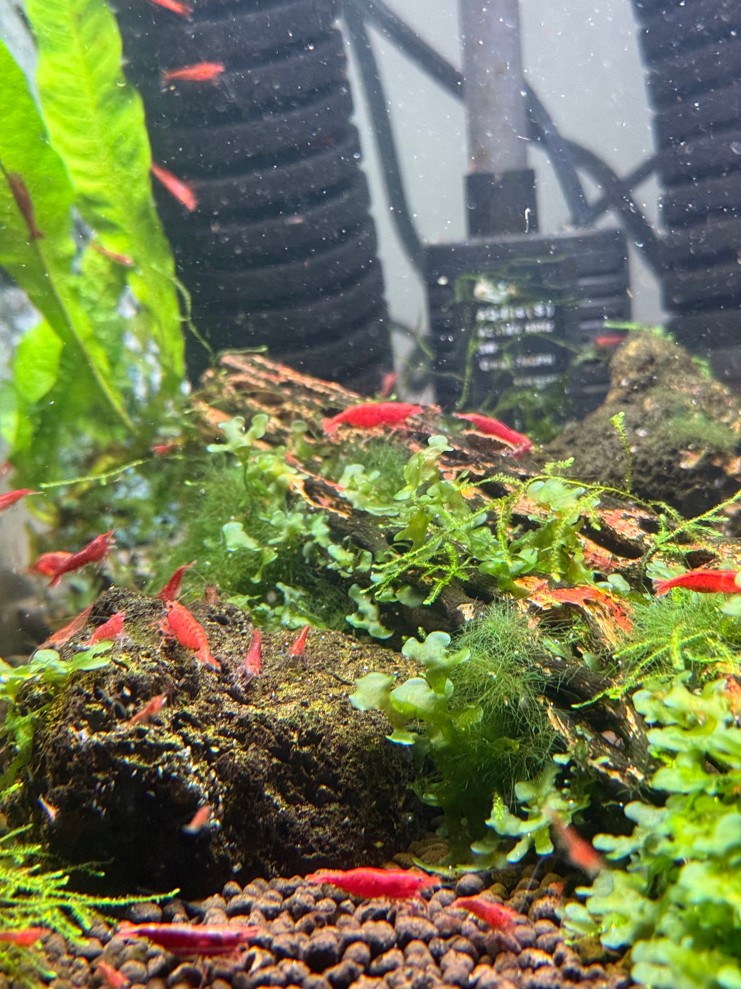 Red Cherry Shrimp - Neocaridina