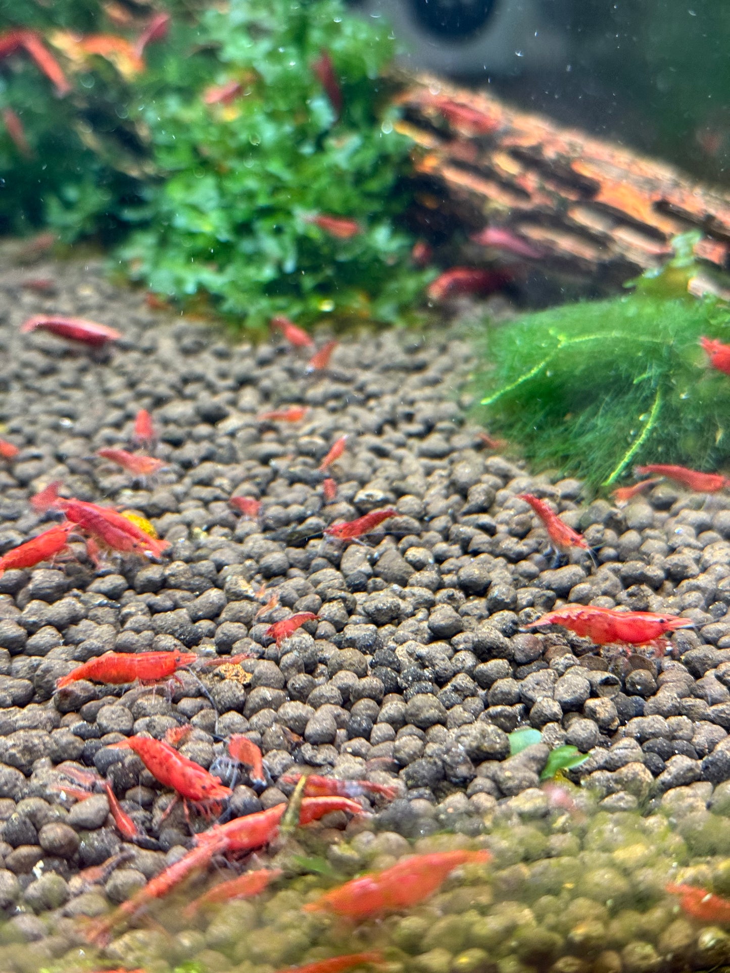 Red Cherry Shrimp - Neocaridina