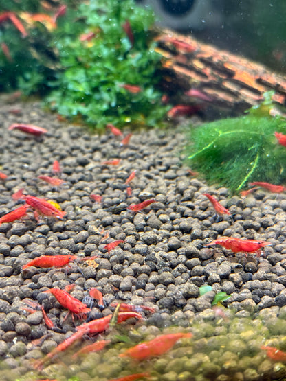 Red Cherry Shrimp - Neocaridina
