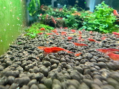 Red Cherry Shrimp - Neocaridina