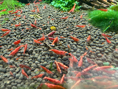Red Cherry Shrimp - Neocaridina