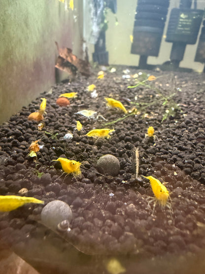 Yellow Golden Back Shrimp - Neocaridina