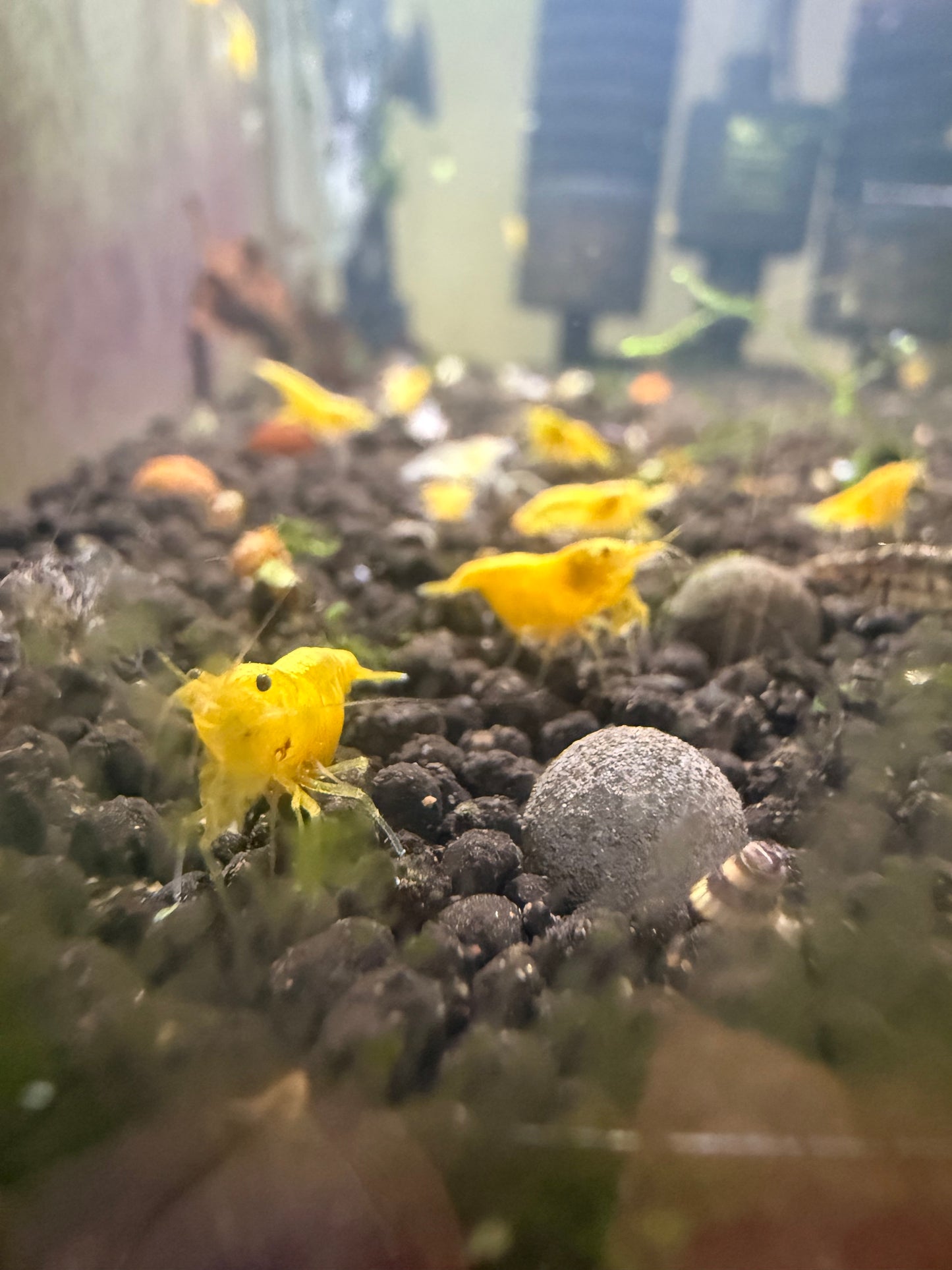 Yellow Golden Back Shrimp - Neocaridina