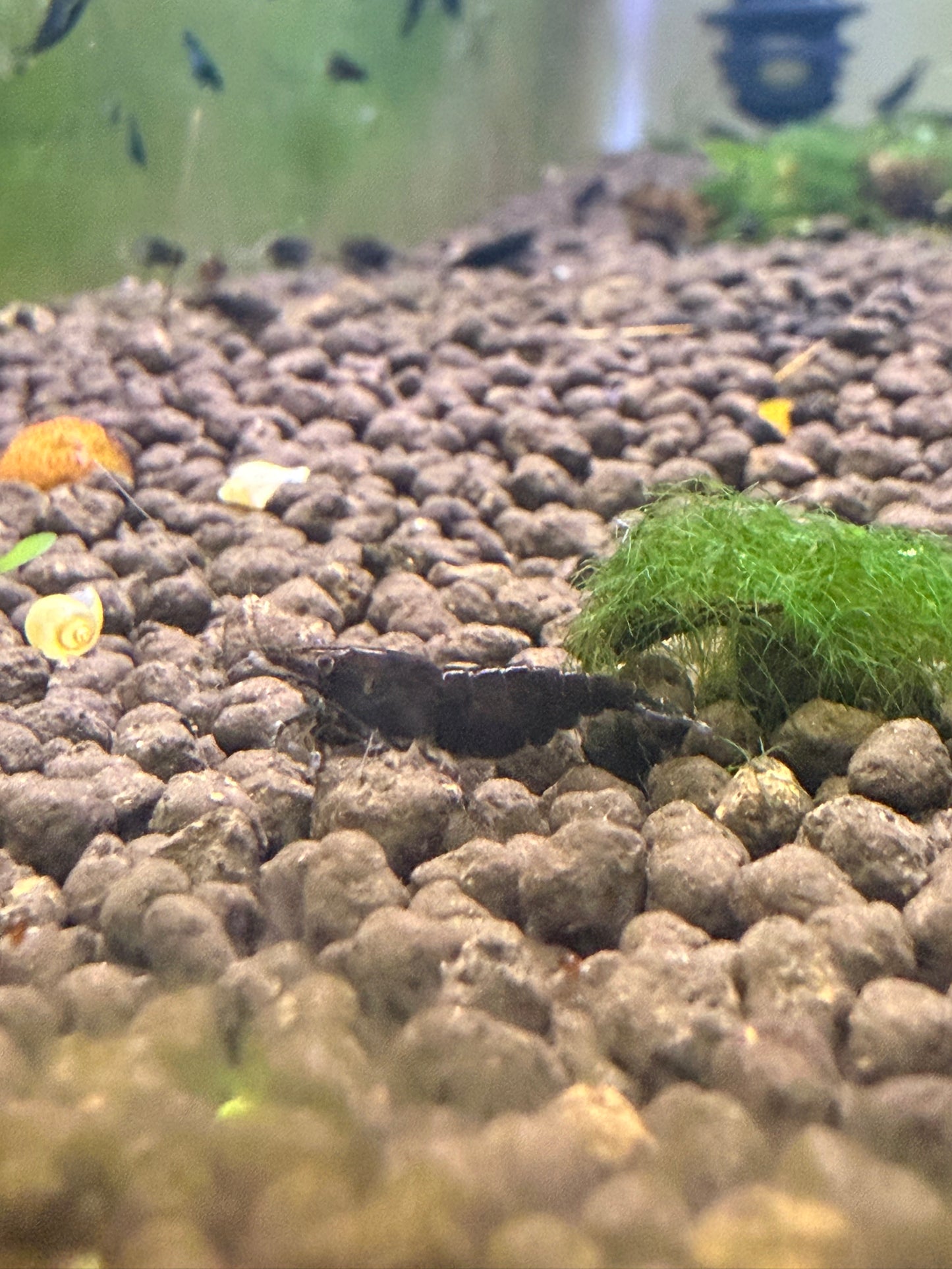 Black Rose Shrimp - Neocaridina