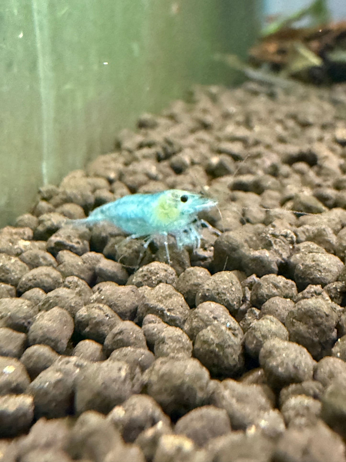 Blue Jellys - Neocaridina