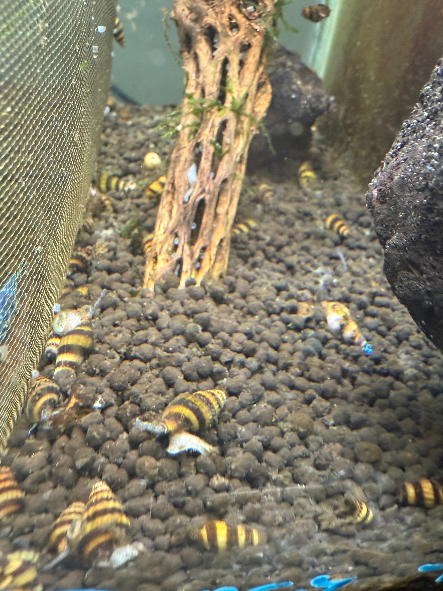 Assassin Snails