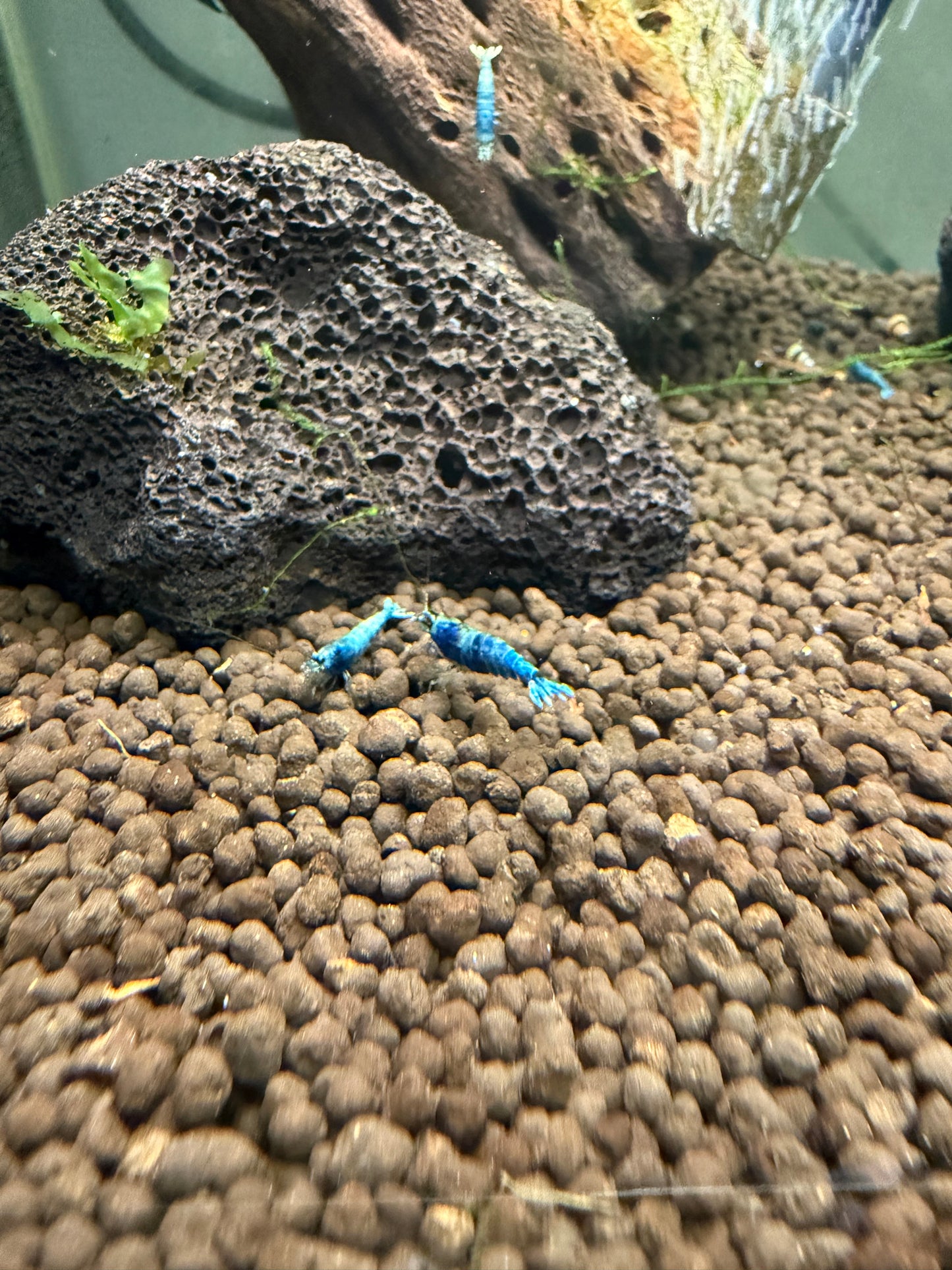 Blue Bolts - Caridina