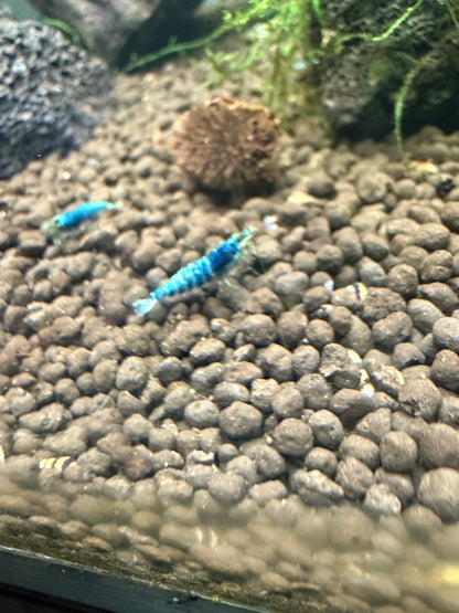 Blue Bolts - Caridina