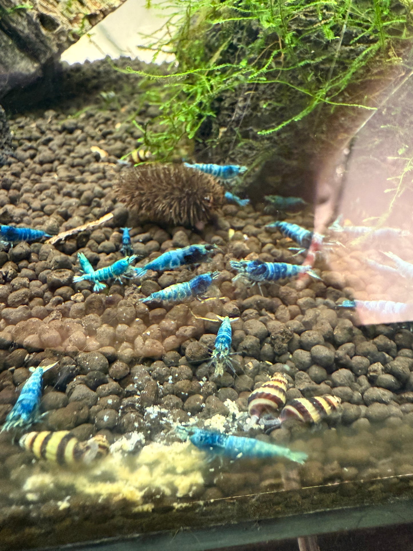 Blue Bolts - Caridina