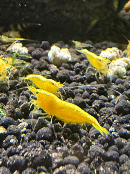Yellow Golden Back Shrimp - Neocaridina