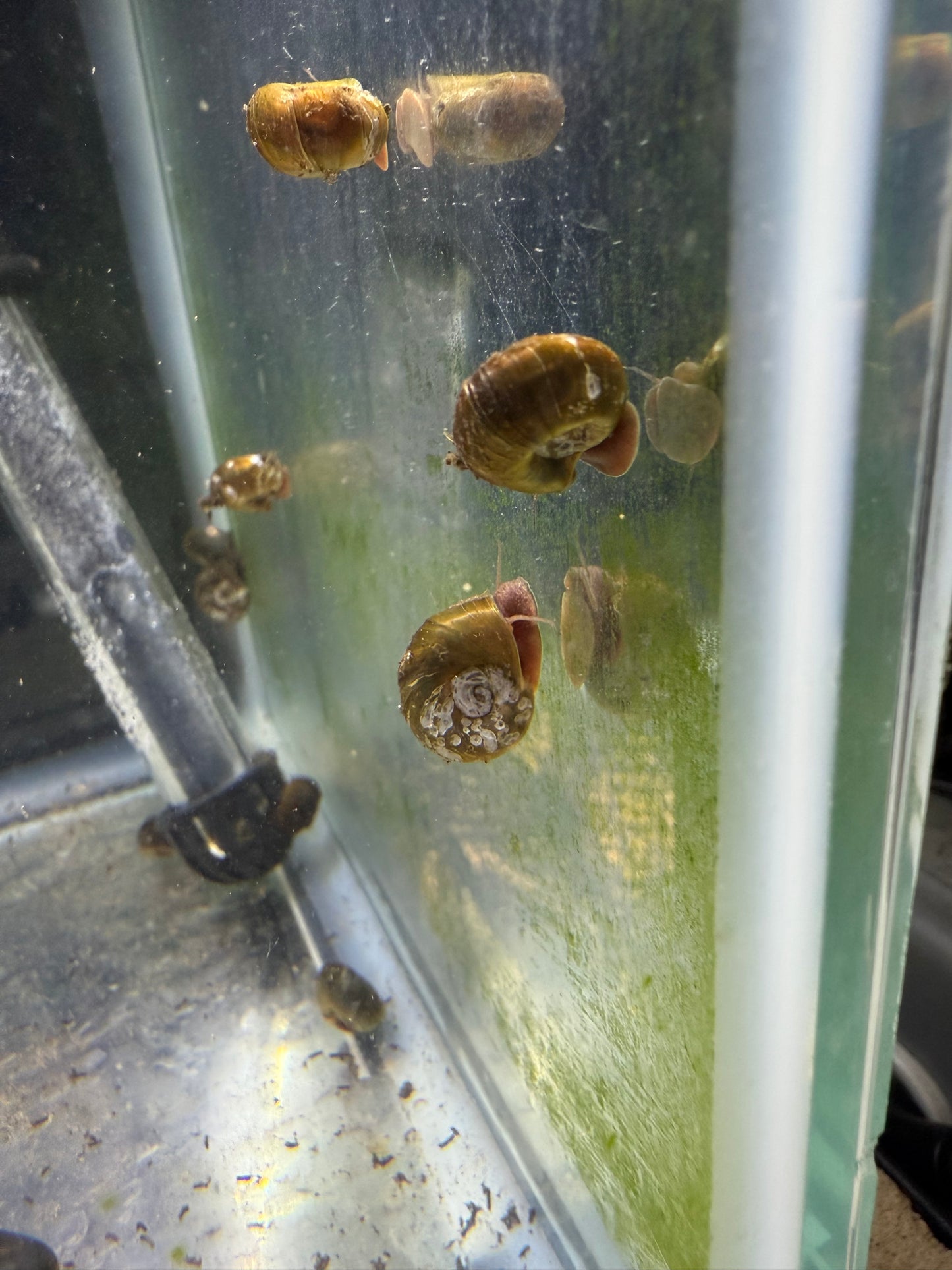 Bladder Snails