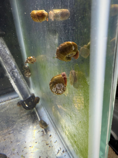 Bladder Snails