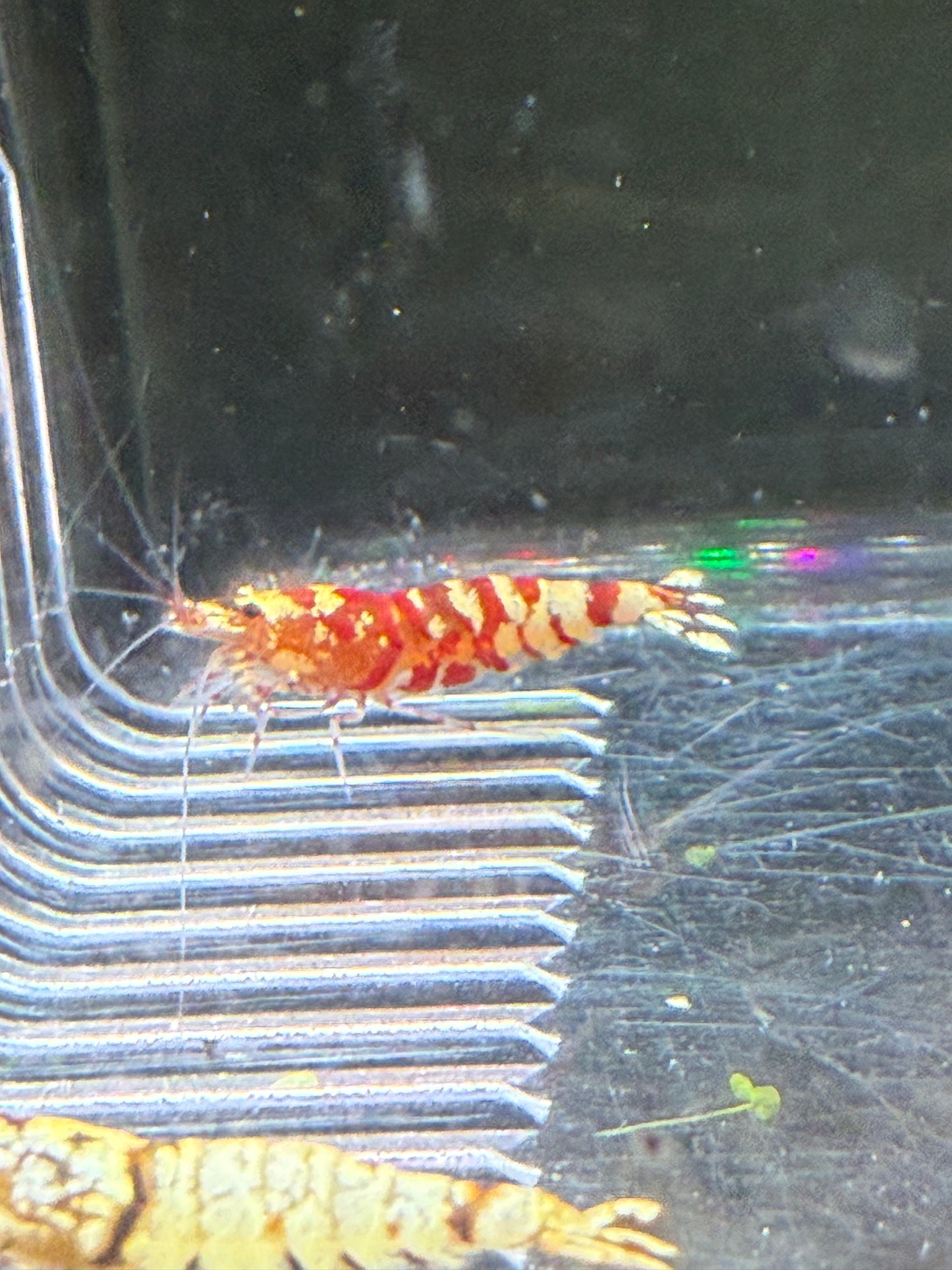 Fancy Red Tigers - Caridina