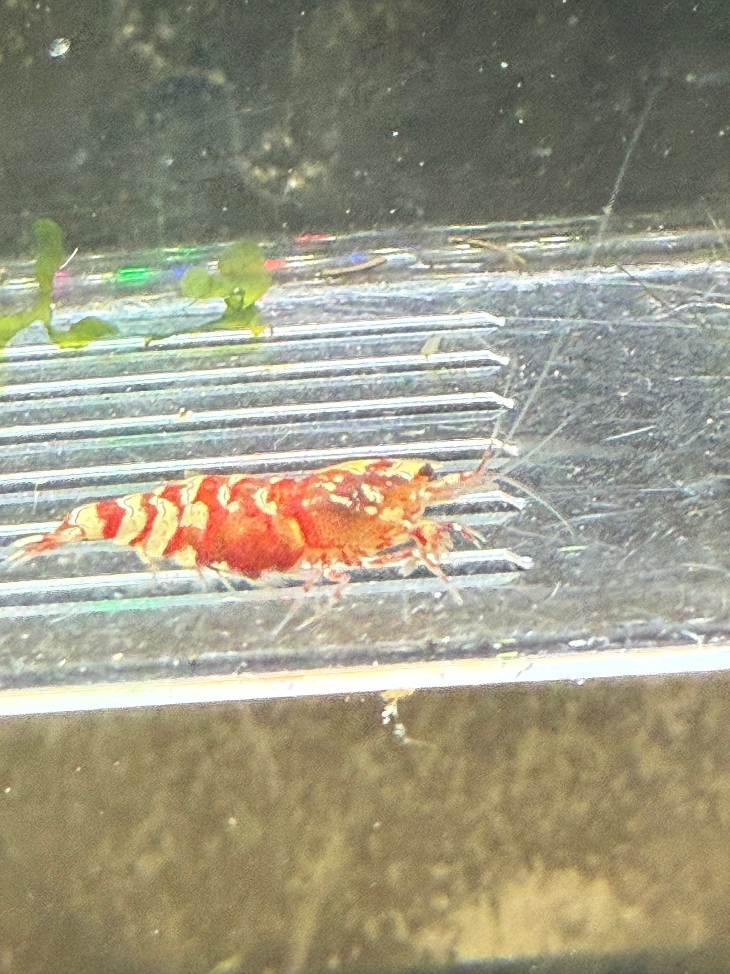 Fancy Red Tigers - Caridina