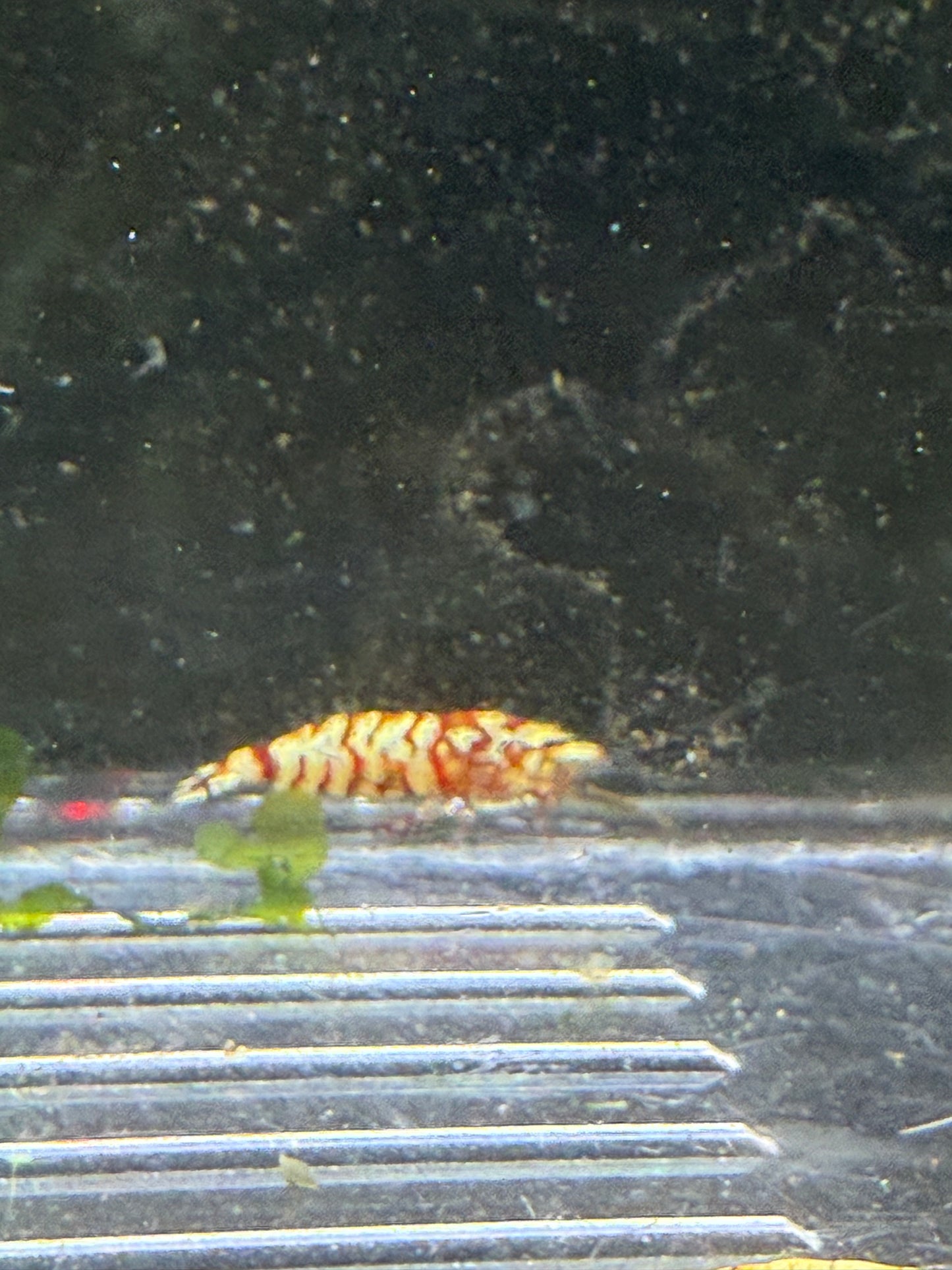 Fancy Red Tigers - Caridina