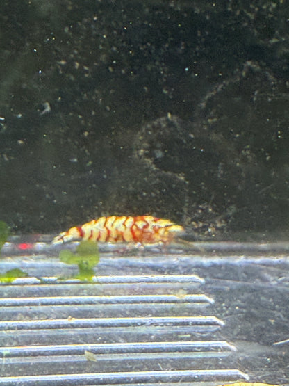 Fancy Red Tigers - Caridina