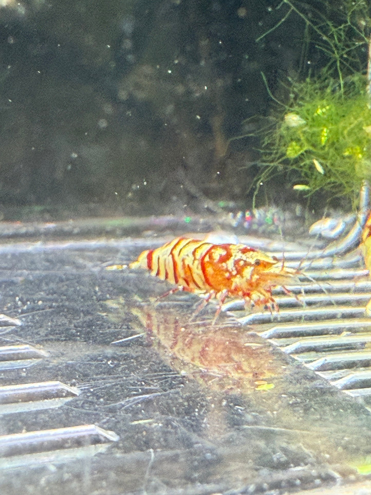 Fancy Red Tigers - Caridina