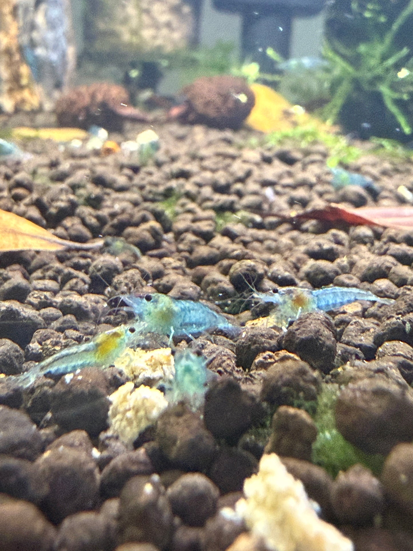 Blue Jellys - Neocaridina