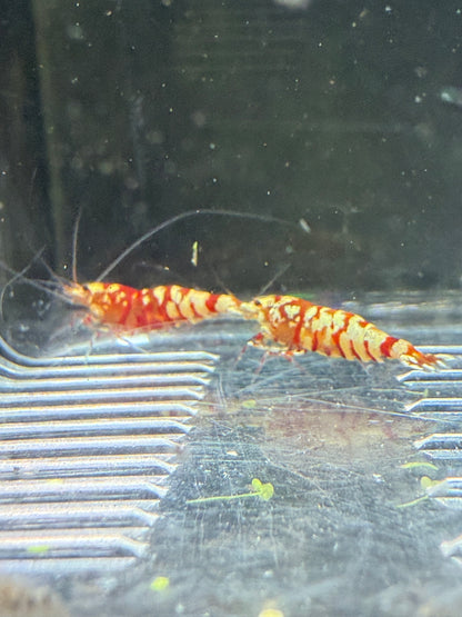 Fancy Red Tigers - Caridina