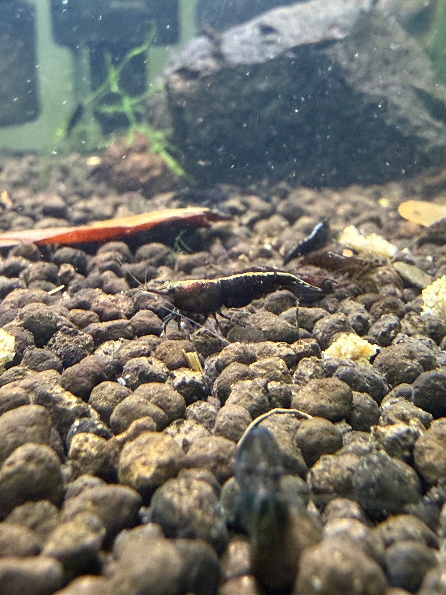 Black Rose Shrimp - Neocaridina