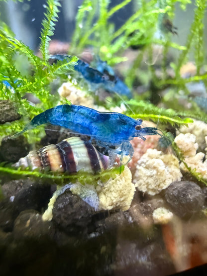 Blue Dream Shrimp - Neocaridina