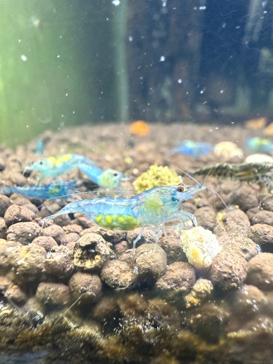 Blue Jellys - Neocaridina