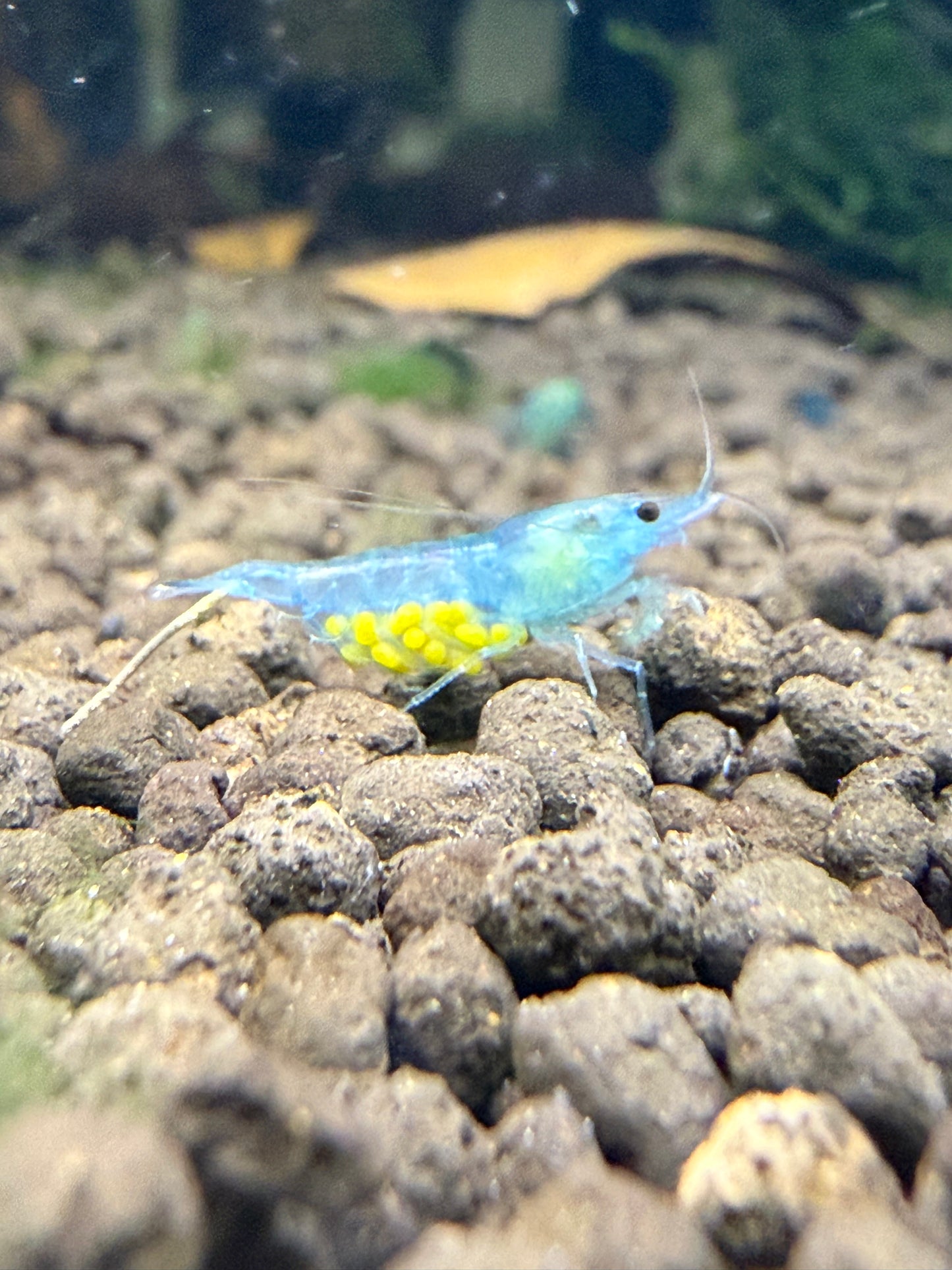 Blue Jellys - Neocaridina