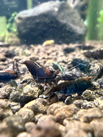 Black Rose Shrimp - Neocaridina