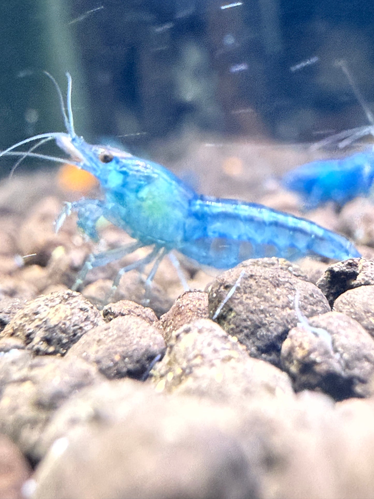 Blue Dream Shrimp - Neocaridina