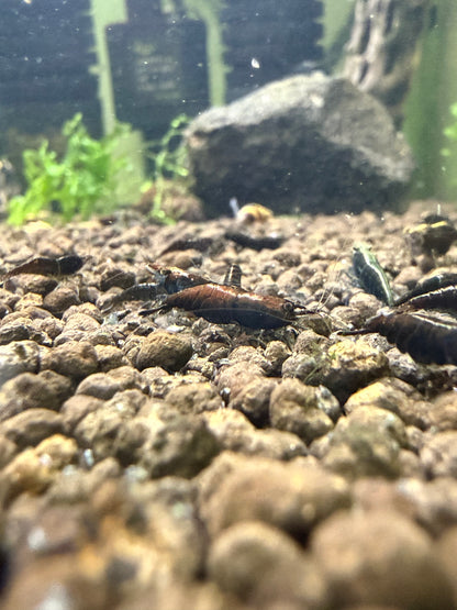 Black Rose Shrimp - Neocaridina