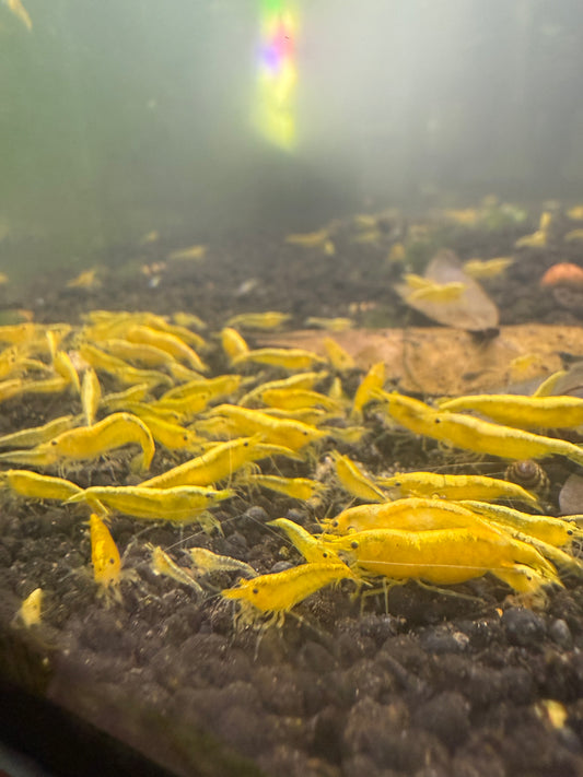Yellow Golden Back Shrimp - Neocaridina