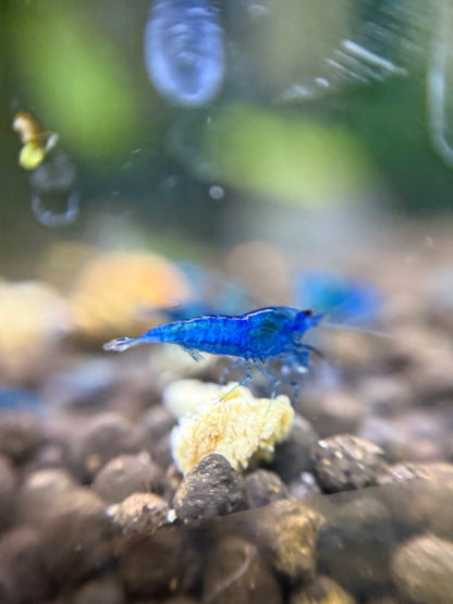 Blue Dream Shrimp - Neocaridina