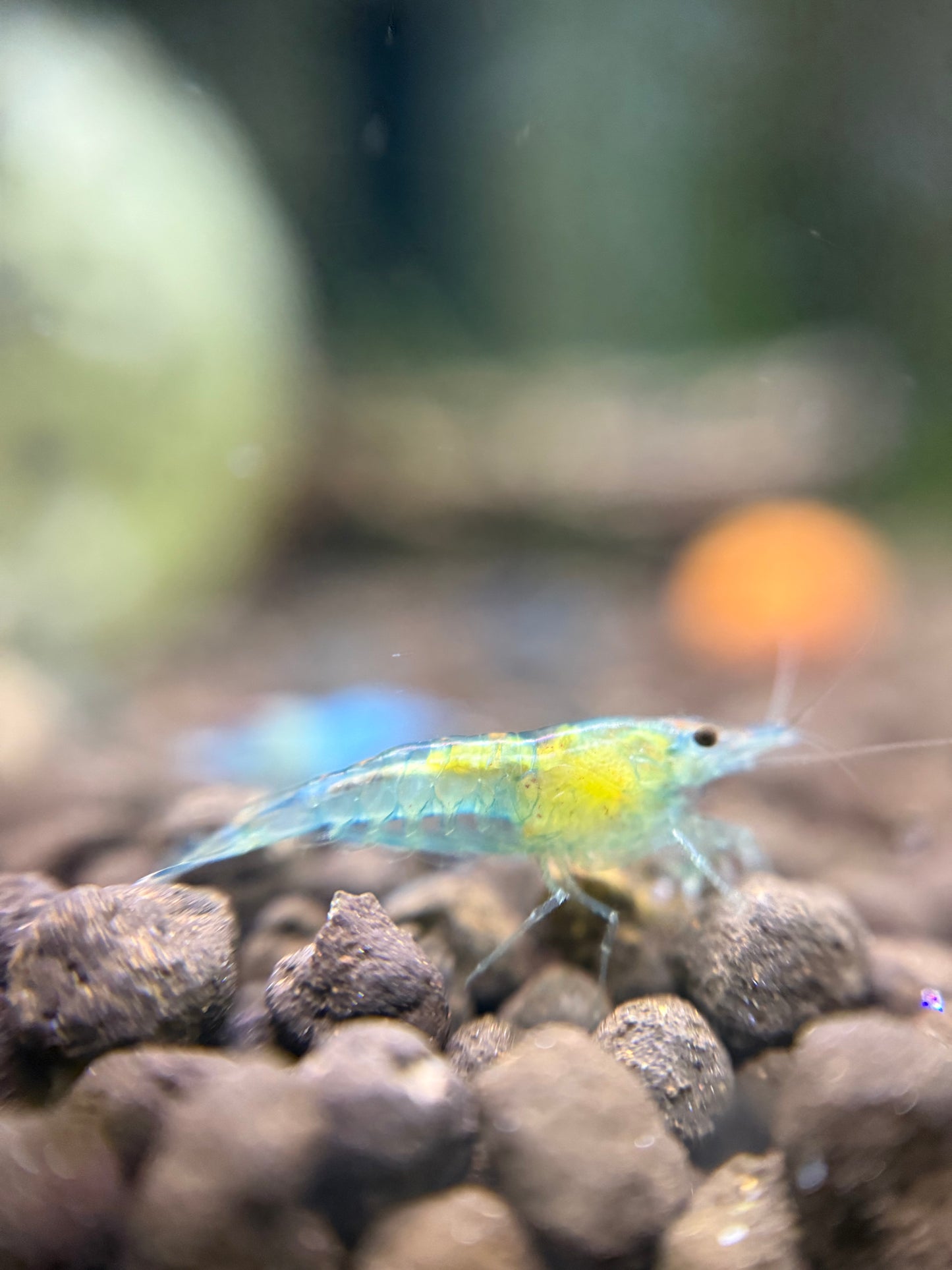 Blue Jellys - Neocaridina