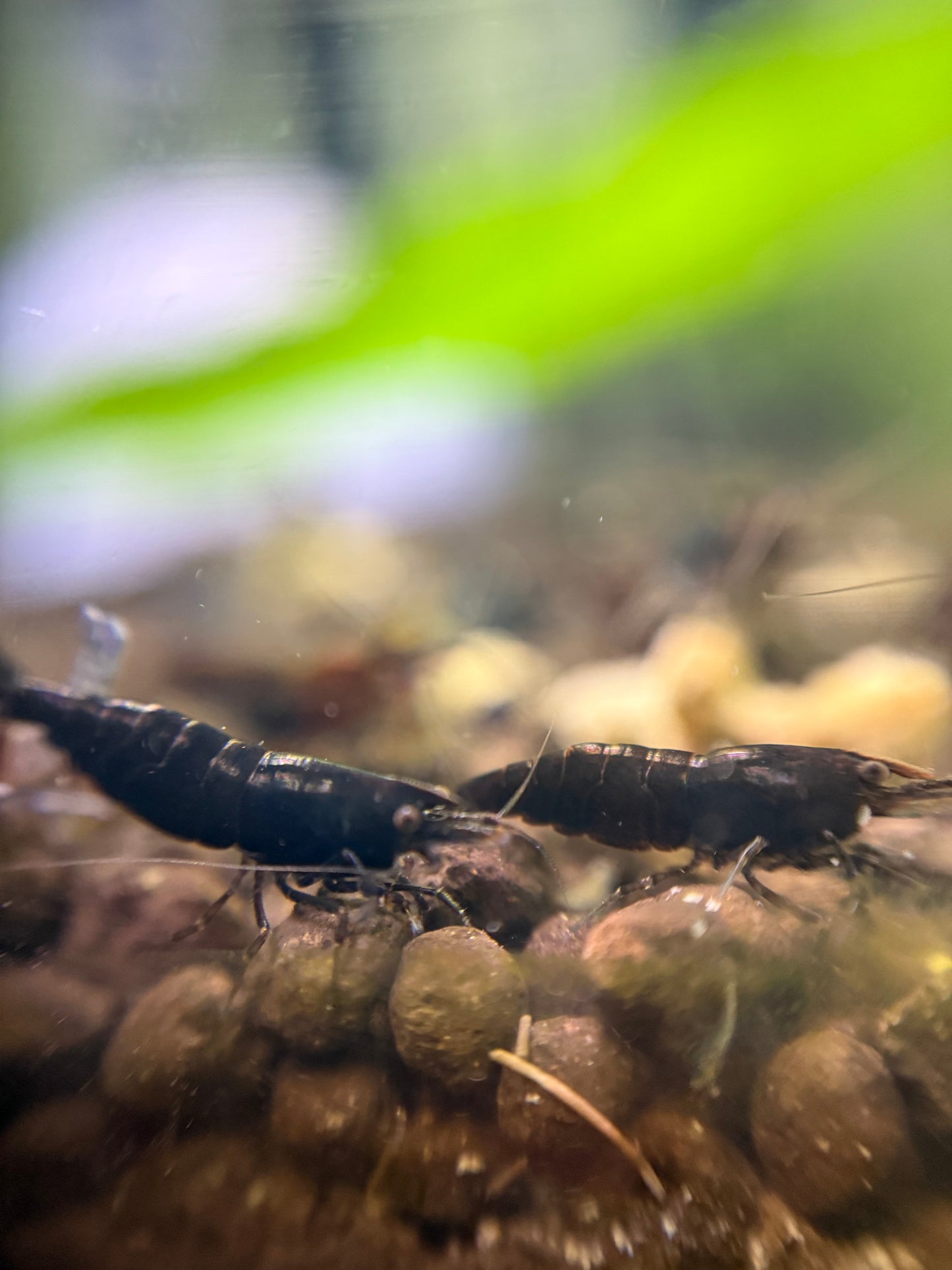 Black Rose Shrimp - Neocaridina