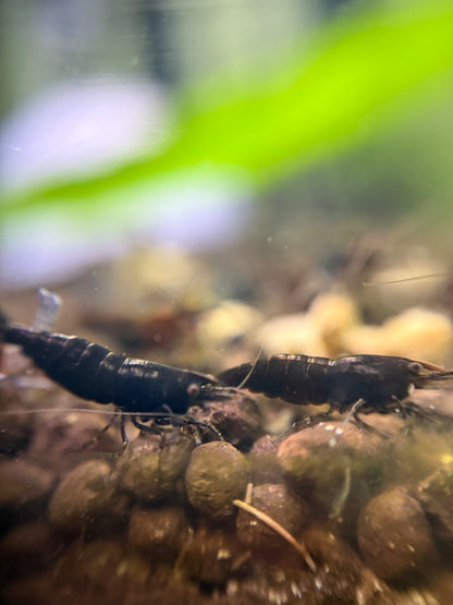 Black Rose Shrimp - Neocaridina