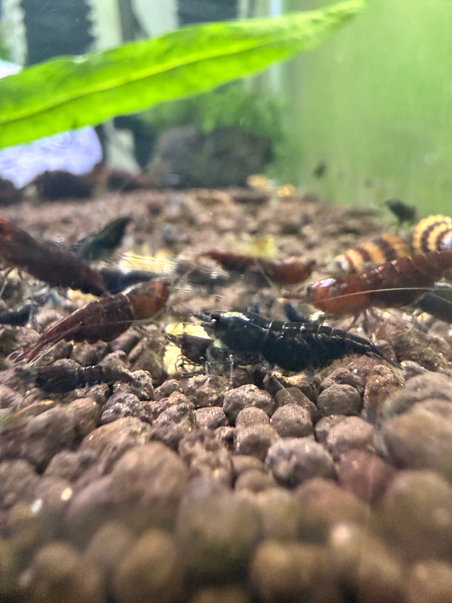 Black Rose Shrimp - Neocaridina