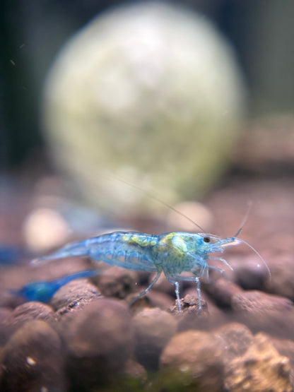 Blue Jellys - Neocaridina